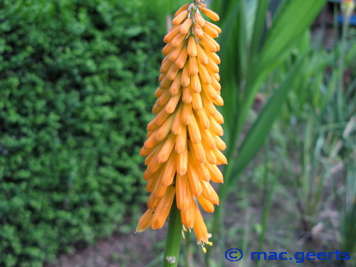 Kniphofia 'First Sunrise'